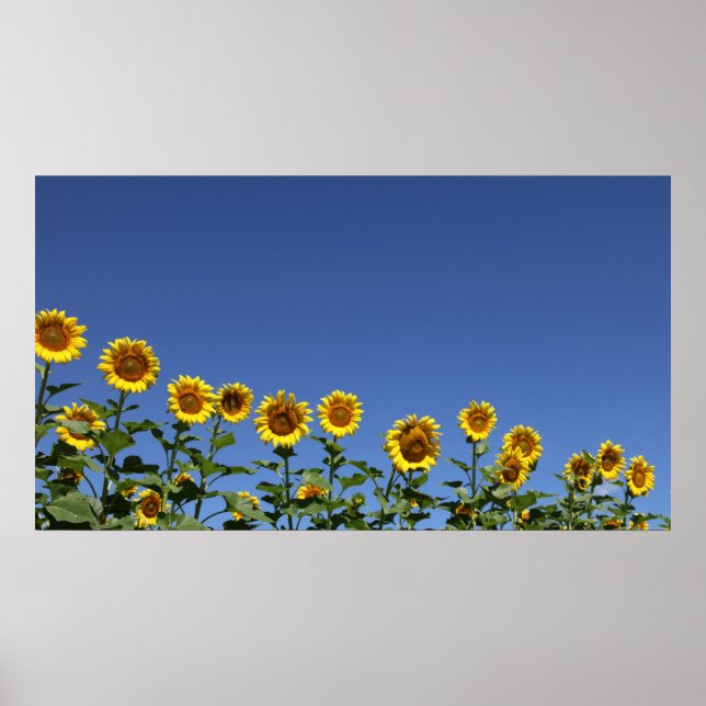 Mitglied der Familie Poster (Vorne)