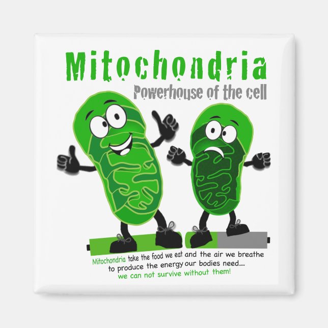 Mitochondria Powerhouse of the Cell Magnet (Vorne)