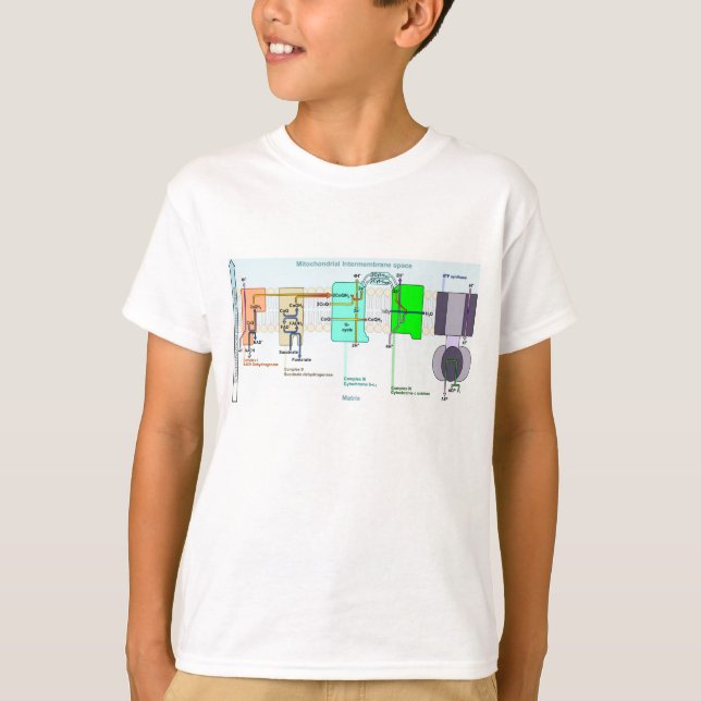 Mitonchondrial Intermembrane Raum-Diagramm T-Shirt (Vorderseite)