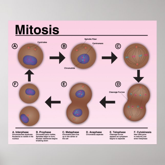 Mitose-Klassenposter *Aktualisierung* Poster (Vorne)