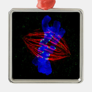 Mitotic Metaphase Ornament Aus Metall