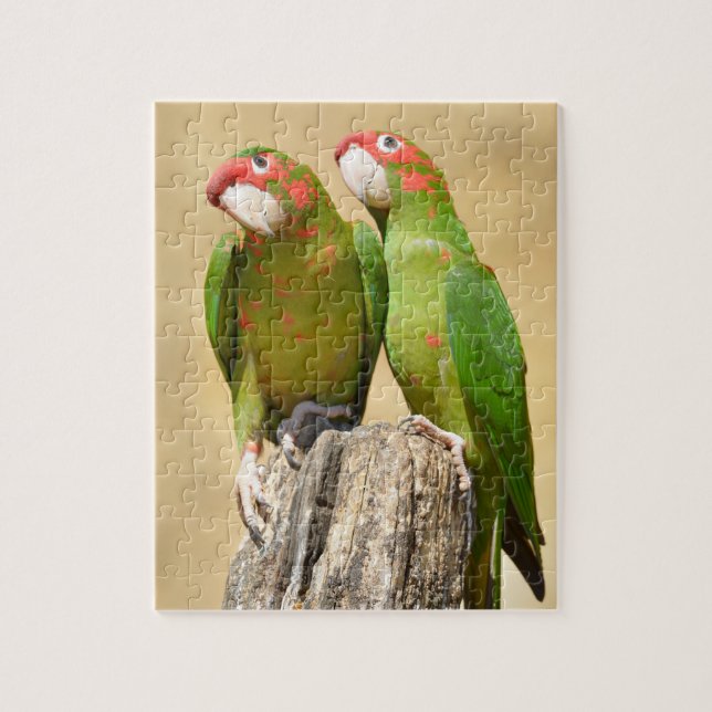 Mitred Parakeet auf der Holzpfeife Postkarte (Vertikal)