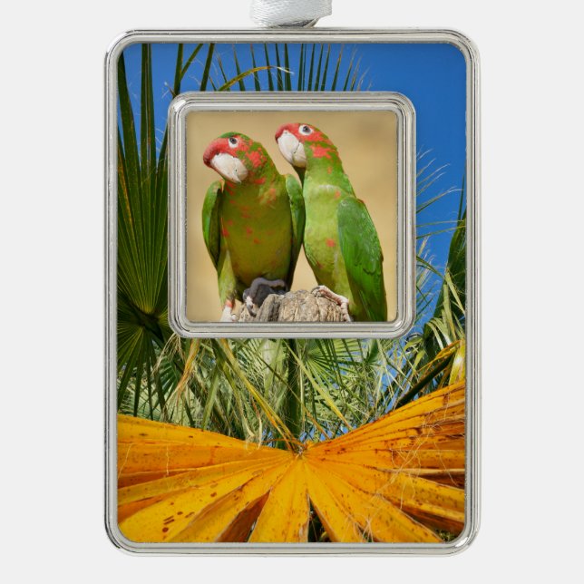 Mitred Parakeet auf der Holzpfeife Postkarte Rahmen-Ornament Silber (Vorderseite)