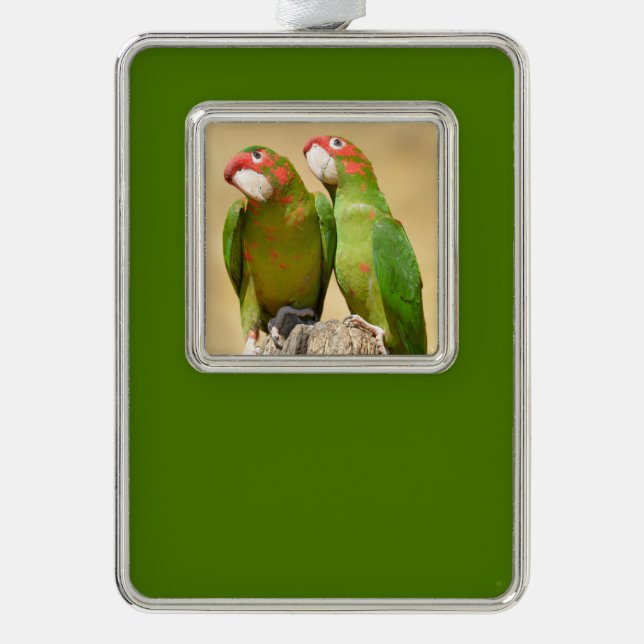 Mitred Parakeet auf der Holzpfeife Postkarte Rahmen-Ornament Silber (Vorderseite)