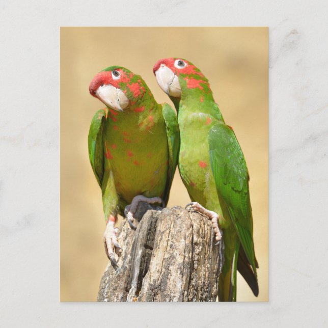 Mitred Parakeet auf Holzpfosten Postkarte (Vorderseite)