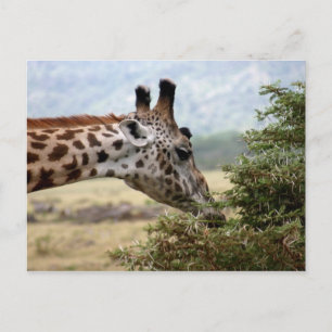 Mittagessen im Acacia Tree - Postkarte