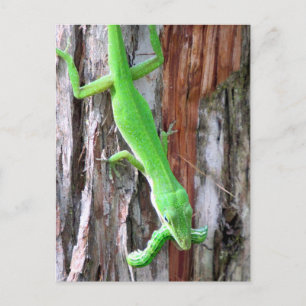 Mittagessen jemand? Grüne Anole (Lizard) Postkarte