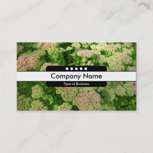 Mitte Band 5 Spots - Sedum "Herbstfreude" Visitenkarte