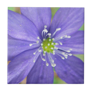 Mitte einer blauen Blume mit weißen Briefmarke Fliese