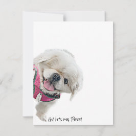 Mitteilungskarten mit Peter Rottentail