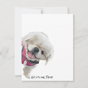 Mitteilungskarten mit Peter Rottentail