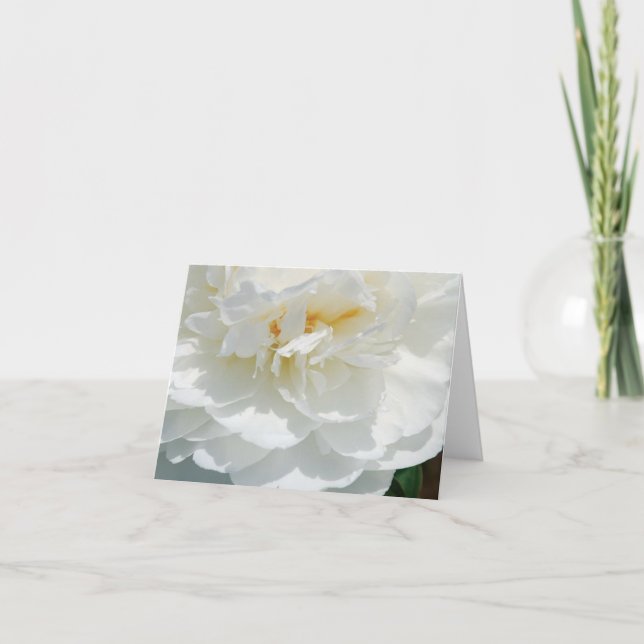 Mitteilungskarten mit weißer Rose (Vorderseite)