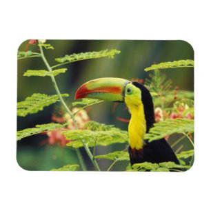 Mittelamerika, Honduras. Keilschnabeltukan Magnet