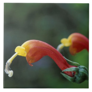 Mittelamerika, Panama, Provinz Chiriqui, Fliese