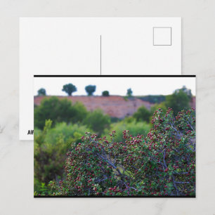 Mittelmeer-Kreuzdorn in der Schlucht Postkarte