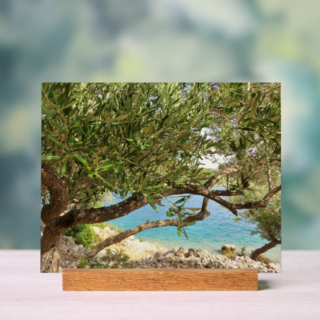 Mittelmeer-Olivenbaum Foto Acrylschild (Neutral)