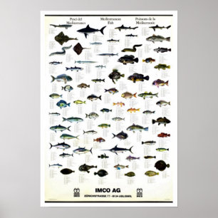Mittelmeerfische Vintages Repro. Druck Poster