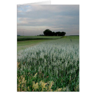 Mittelwestliches Weizenfeld