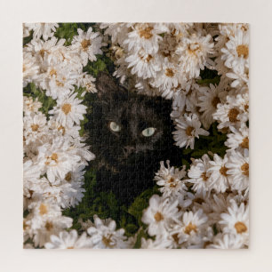 Mitternachtsblüten Katzen