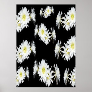 Mitternachtsblüten: Weiße Kakteen-Blume auf Schwar Poster