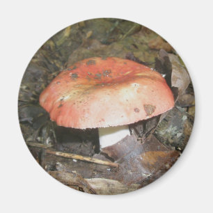 Mittlerer roter Pilz-Magnet Magnet