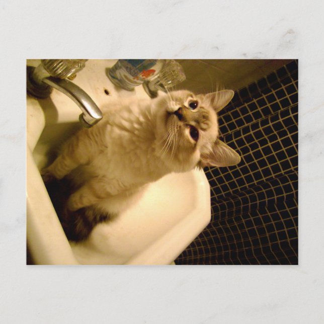 Mix Kitten Postkarte (Vorderseite)