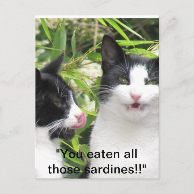 "mmm sardines!!!!! postkarte (Vorderseite)