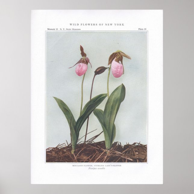 Moccasin Flower; Stemless Lady's-Slipper Poster (Vorne)