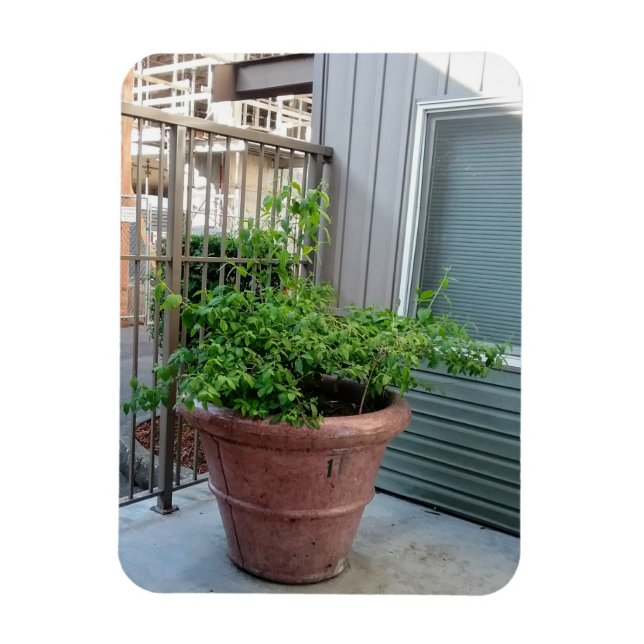 Mock Orange Magnet (Vertikal)