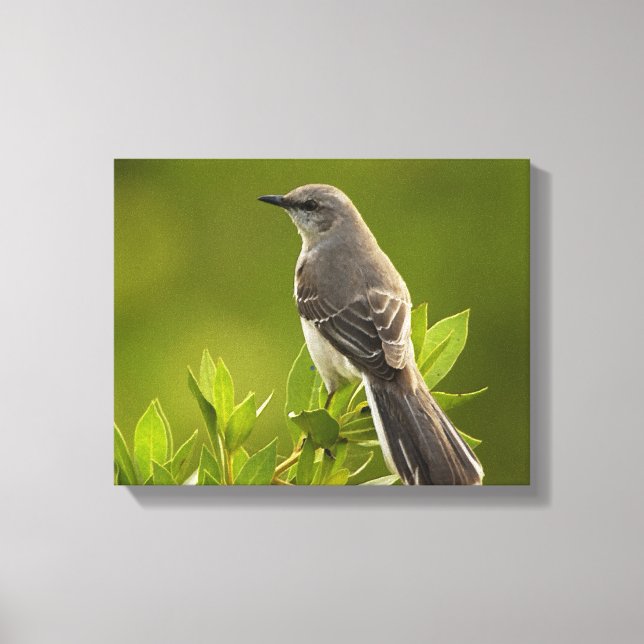Mockingbird Bird Lovers Geschenke Leinwanddruck (Vorderseite)