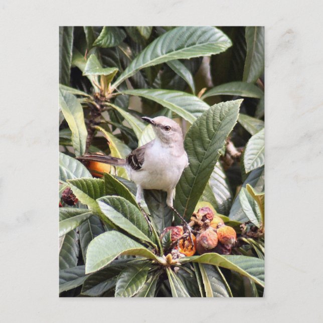 Mockingbird-Foto Postkarte (Vorderseite)