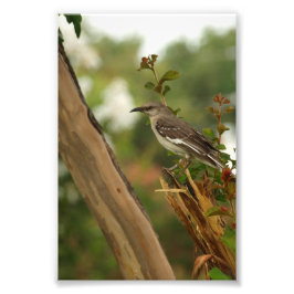 Mockingbird in einem Kirschbaum Fotodruck