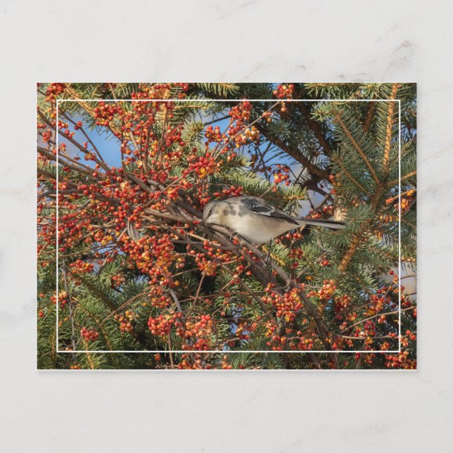Mockingbird und Virginia-Strampler Postkarte (Vorderseite)