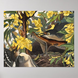 Mockingbirds, John James Audubon Poster
