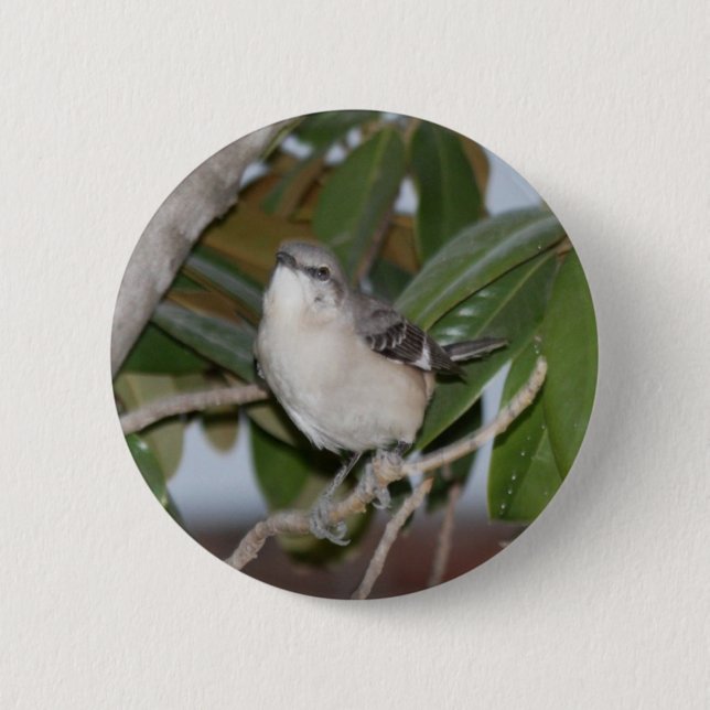 Mockingbutton - Nordspottdrossel auf Magnolie Button (Vorderseite)
