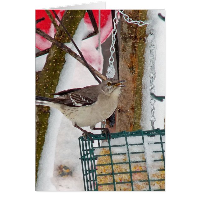 Mockingvogel (Vorne)