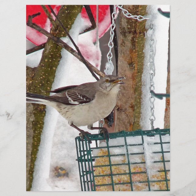 Mockingvogel Briefbogen (Vorderseite)