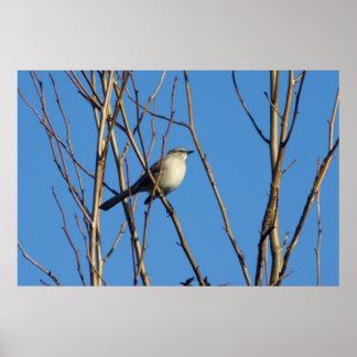 Mockingvogel II Poster