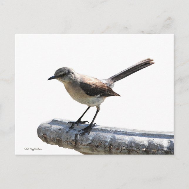 Mockingvogel Postkarte (Vorderseite)