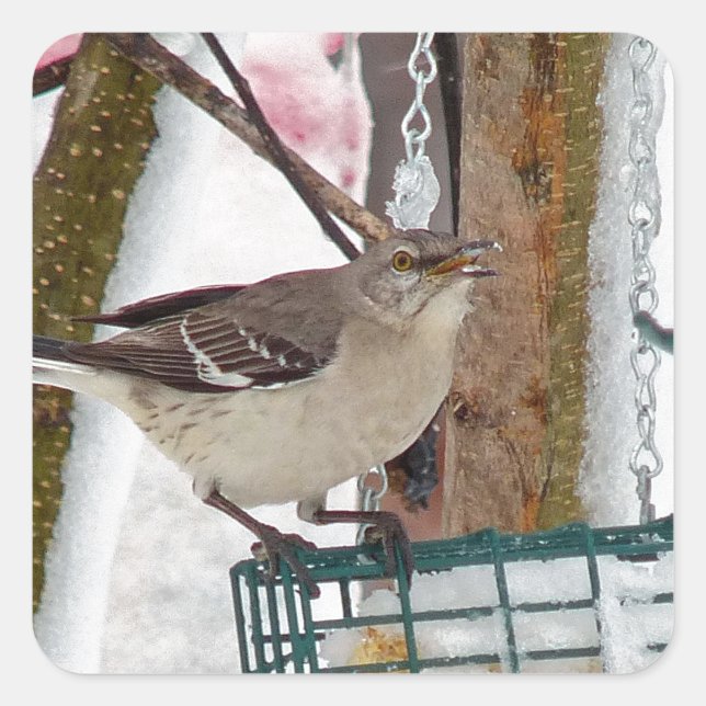 Mockingvogel Quadratischer Aufkleber (Vorderseite)