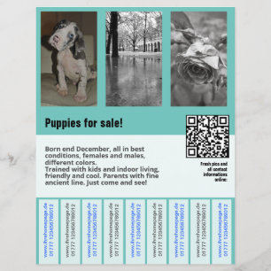 modèle de flyer de chiots à vendre avec QR code