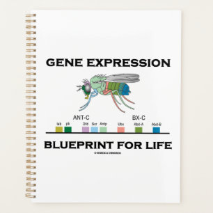 Modèle D'Expression Génétique Pour Les Gènes Homéo
