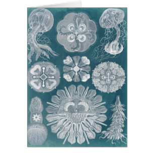 Modèle IV de vie marine