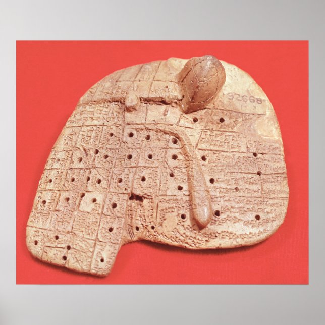 Modell der Schafsleber Poster (Vorne)