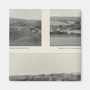 Modell-Weinberge, Kalifornien Magnet