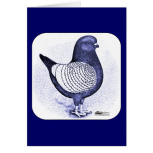 Modena Argent Taube