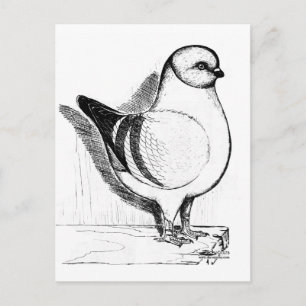 Modena Gazzi Pigeon 1978 Postkarte