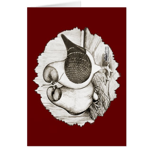 Modena Gazzi Pigeons (Vorne)