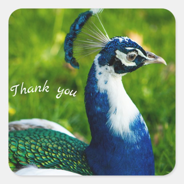 Modern Blue Peacock Sticker (Vorderseite)