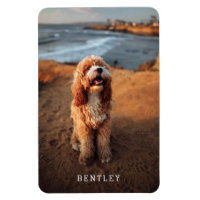 Modern Full Foto Dog PET White